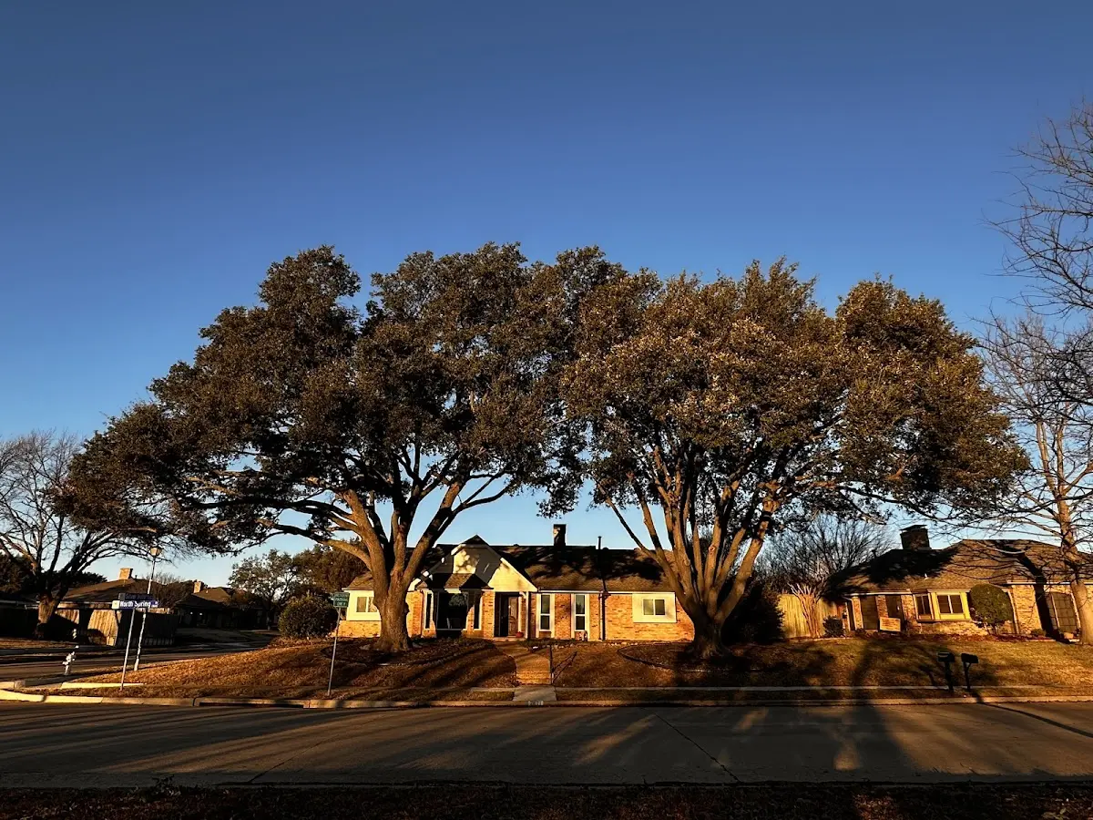 Established residential canopy tree shading a home in Drifting